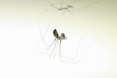 Pholcus opilionoides