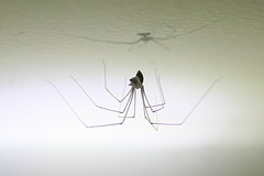 Pholcus opilionoides