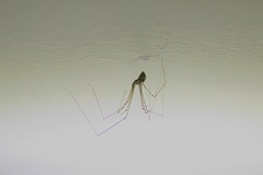 Pholcus opilionoides