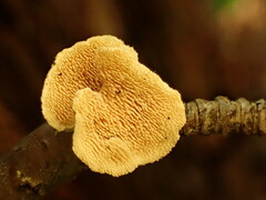 Mycorrhaphium adustum