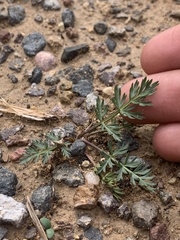 Lomatium minimum