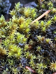 Racomitrium aciculare