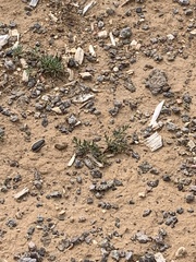 Lomatium minimum