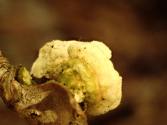 Mycorrhaphium adustum