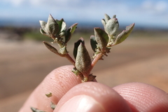 Atriplex suberecta