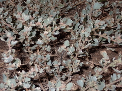 Atriplex muelleri