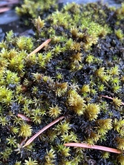 Racomitrium aciculare