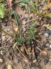 Lomatium minimum