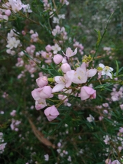 Boronia muelleri