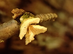 Mycorrhaphium adustum