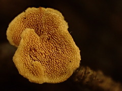 Mycorrhaphium adustum