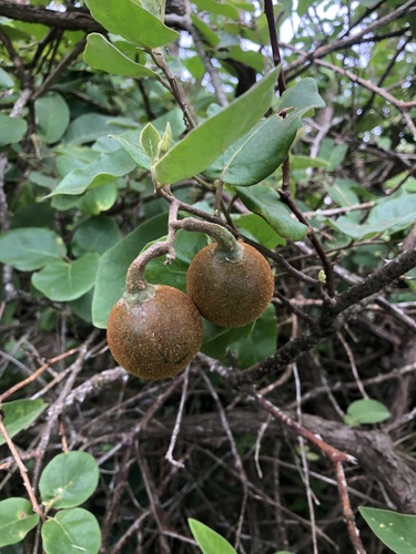Solanum jussiaei