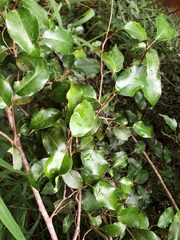 Excoecaria dallachyana