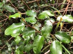 Excoecaria dallachyana