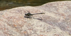 Phanogomphus quadricolor