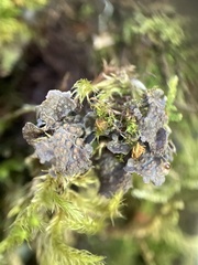 Scytinium polycarpum