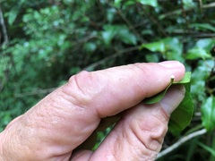 Excoecaria dallachyana