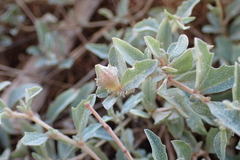 Atriplex semibaccata