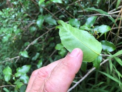 Excoecaria dallachyana