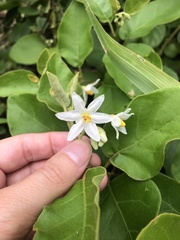 Solanum jussiaei