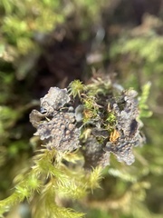 Scytinium polycarpum