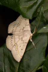 Anthela varia