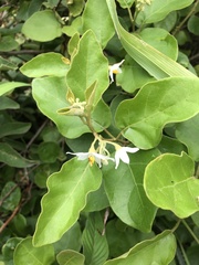Solanum jussiaei