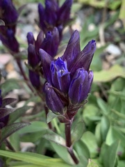 Gentiana affinis