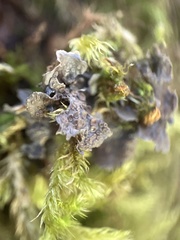 Scytinium polycarpum