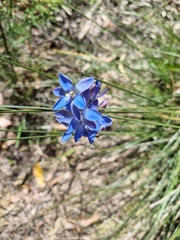 Thelymitra media