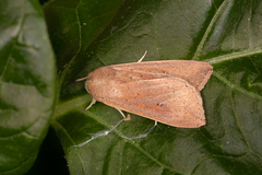 Mythimna convecta