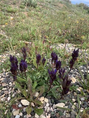 Gentiana affinis
