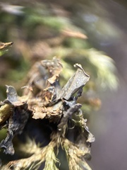 Scytinium polycarpum