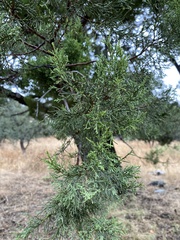 Juniperus monosperma