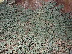 Atriplex semibaccata