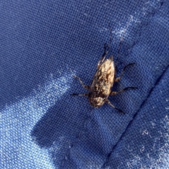 Aegomorphus jaspideus