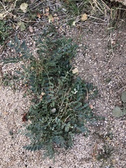 Galegeae