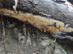 Radulomyces copelandii