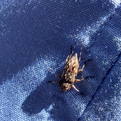 Aegomorphus jaspideus