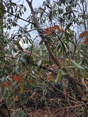 Rhododendron maximum