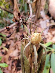 Rhododendron maximum