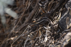 Stenocercus ornatissimus