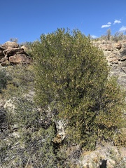 Fraxinus greggii