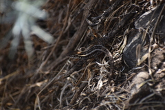 Stenocercus ornatissimus