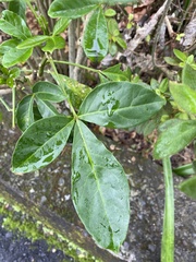 Melicope semecarpifolia