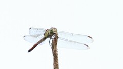 Lathrecista asiatica festa