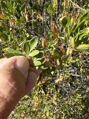 Fraxinus greggii