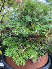 Selaginella tamariscina