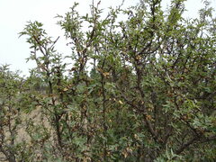 Berberis haematocarpa