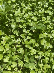 Apiales